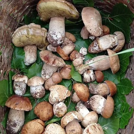 Frühstückspension Vigna Della Signora 3*