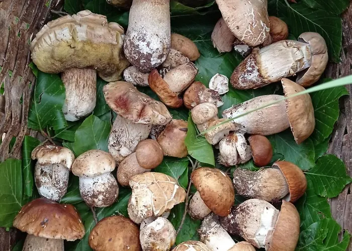 住宿加早餐酒店 Vigna Della Signora 3*